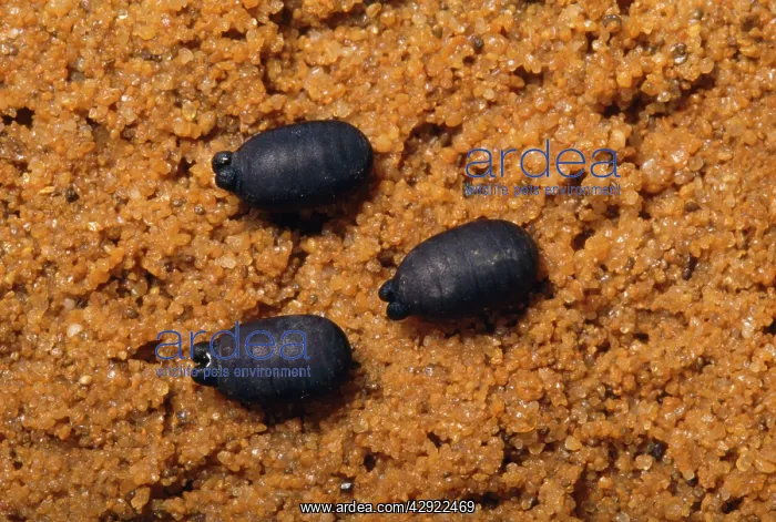 : Tsetse Fly - eggs : Tsetse Fly - eggs