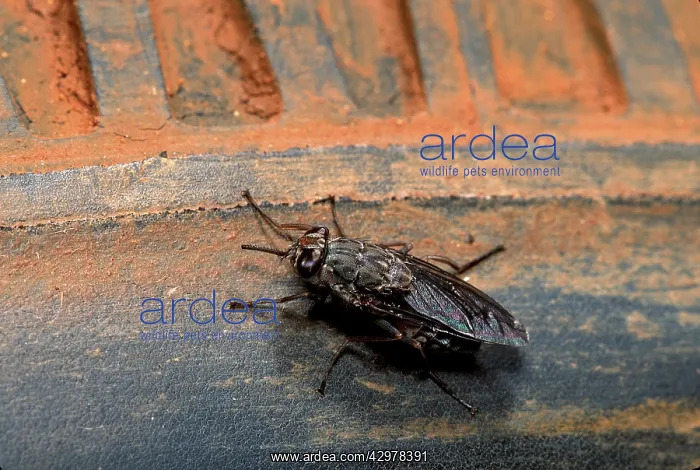 : Tsetse fly - heat of wheels attracts them : Tsetse fly - heat of wheels attracts them