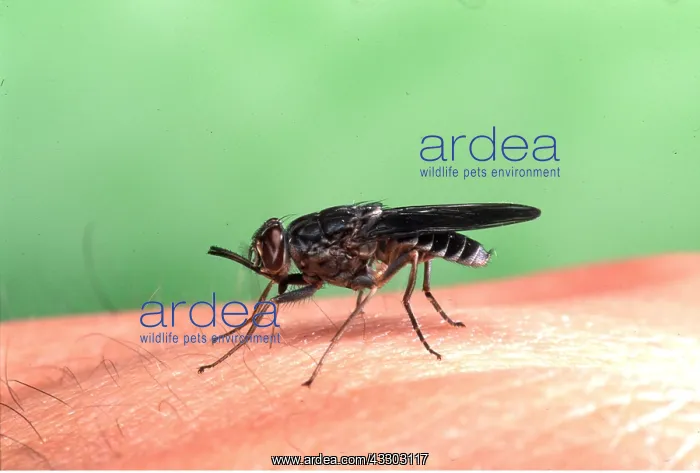 : TSETSE FLY - sucking blood disease carrier of sleeping : TSETSE FLY - sucking blood disease carrier of sleeping