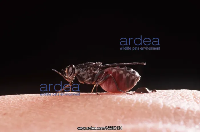 : TSETSE FLY sucking blood on human skin, disease : TSETSE FLY sucking blood on human skin, disease