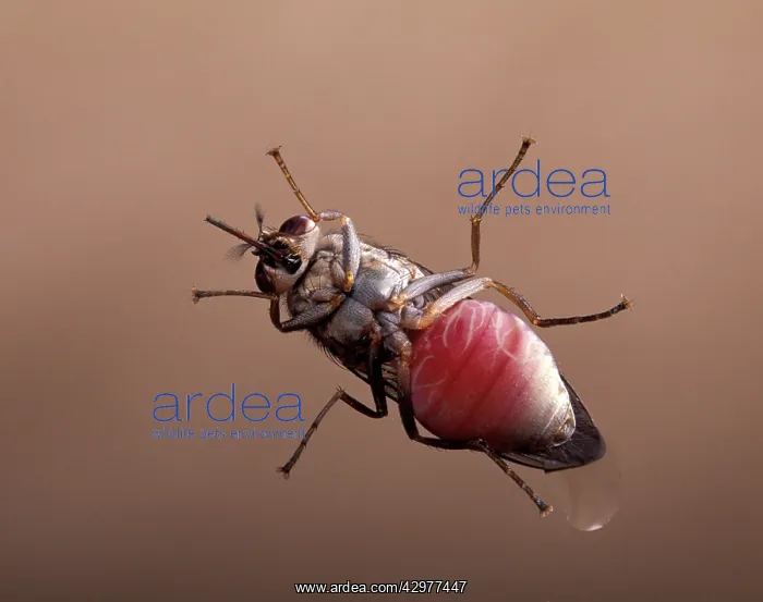 : Tsetse fly - vue from below : Tsetse fly - vue from below