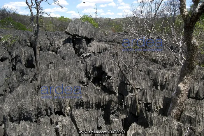 : Tsingy limestone, Madagascar : Tsingy limestone, Madagascar