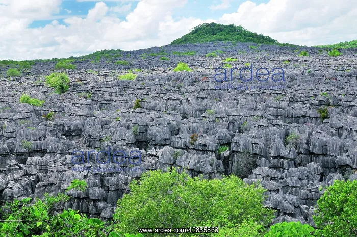 : Tsingy - Limestone pinnacles : Tsingy - Limestone pinnacles