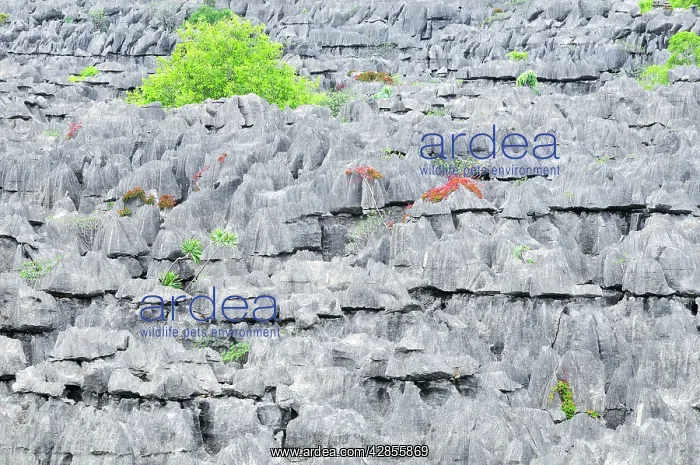: Tsingy - Limestone pinnacles : Tsingy - Limestone pinnacles