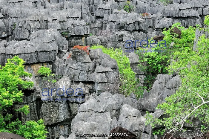 : Tsingy - Limestone pinnacles : Tsingy - Limestone pinnacles