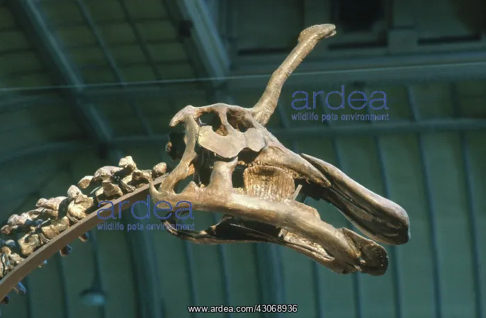 : Tsintosaurus : Tsintosaurus