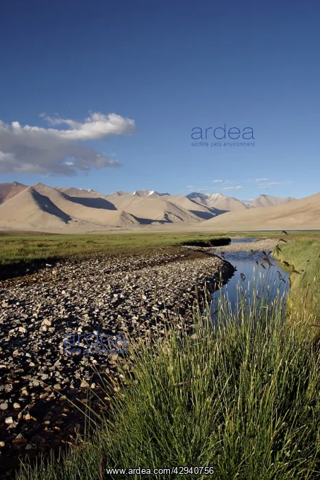 : Tso Kar - Basin view - fresh water stream feeding : Tso Kar - Basin view - fresh water stream feeding