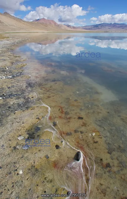 : Tso Kar lake shore showing Artemia sp. (probably : Tso Kar lake shore showing Artemia sp. (probably