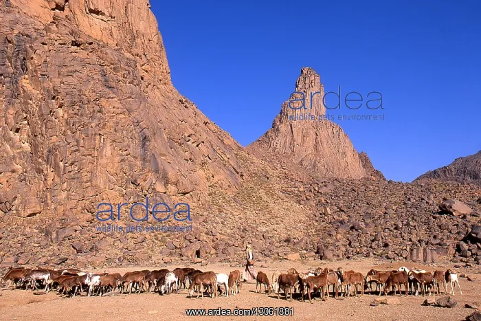 : Tuareg sedentary herd of goats Sahara Algeria : Tuareg sedentary herd of goats Sahara Algeria