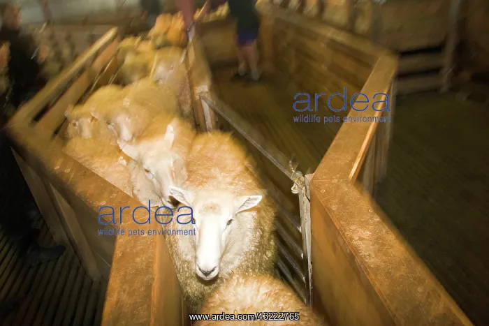 : Tuatapere, New Zealand. A sheep shearing : Tuatapere, New Zealand. A sheep shearing
