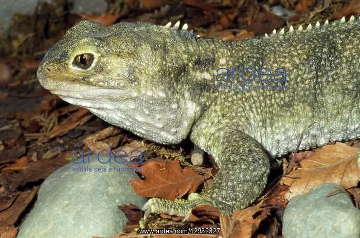 : Tuatara (Sphenodon punctatus). Small Islands of New Zealand : Tuatara (Sphenodon punctatus). Small Islands of New Zealand