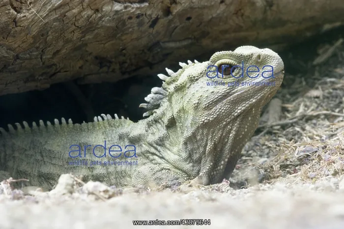 : Tuatara (Sphenodon guntheri), an ancient reptile species, basking in the sun, New Zealand : Tuatara (Sphenodon guntheri), an ancient reptile species, basking in the sun, New Zealand