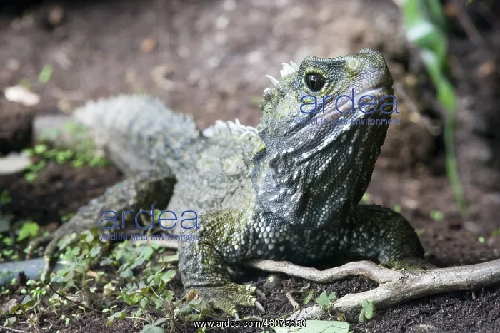 : Tuatara (Sphenodon guntheri), an ancient reptile species, basking in the sun, New Zealand : Tuatara (Sphenodon guntheri), an ancient reptile species, basking in the sun, New Zealand