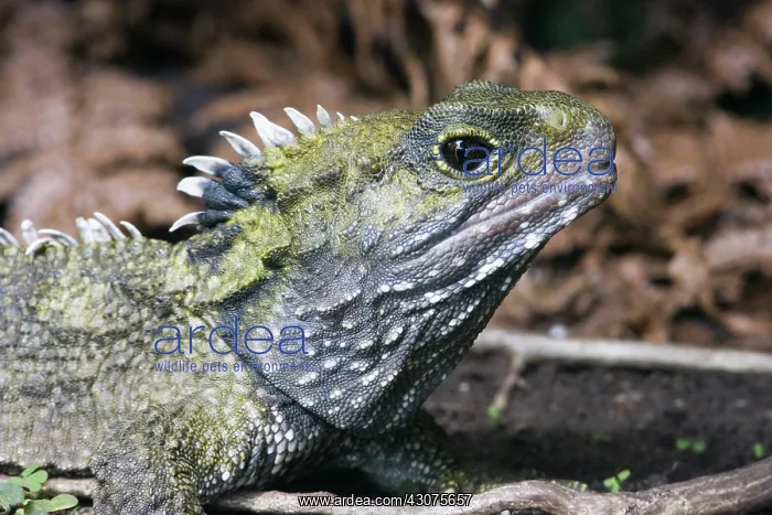 : Tuatara (Sphenodon guntheri), an ancient reptile species, basking in the sun, New Zealand : Tuatara (Sphenodon guntheri), an ancient reptile species, basking in the sun, New Zealand