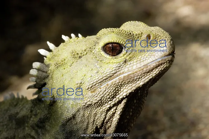 : Tuatara (Sphenodon guntheri), an ancient reptile species, basking in the sun, New Zealand : Tuatara (Sphenodon guntheri), an ancient reptile species, basking in the sun, New Zealand