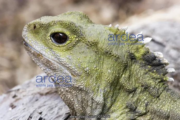 : Tuatara (Sphenodon guntheri), an ancient reptile species, basking in the sun, New Zealand : Tuatara (Sphenodon guntheri), an ancient reptile species, basking in the sun, New Zealand