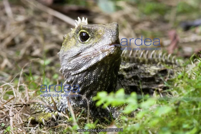 : Tuatara (Sphenodon guntheri), an ancient reptile species, basking in the sun, New Zealand : Tuatara (Sphenodon guntheri), an ancient reptile species, basking in the sun, New Zealand