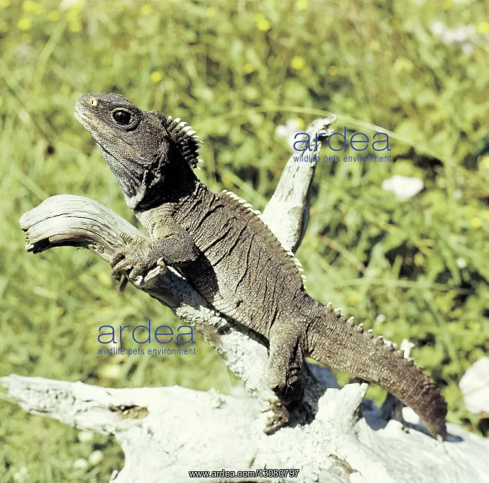 : Tuatara (Sphenodon punctatus), famous for its relict distribution on offshore : Tuatara (Sphenodon punctatus), famous for its relict distribution on offshore