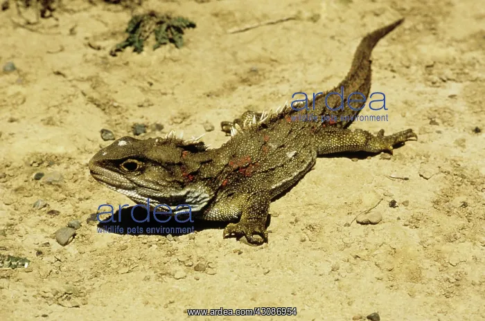 : Tuatara (Sphenodon sp.), a reptile endemic to New Zealand : Tuatara (Sphenodon sp.), a reptile endemic to New Zealand