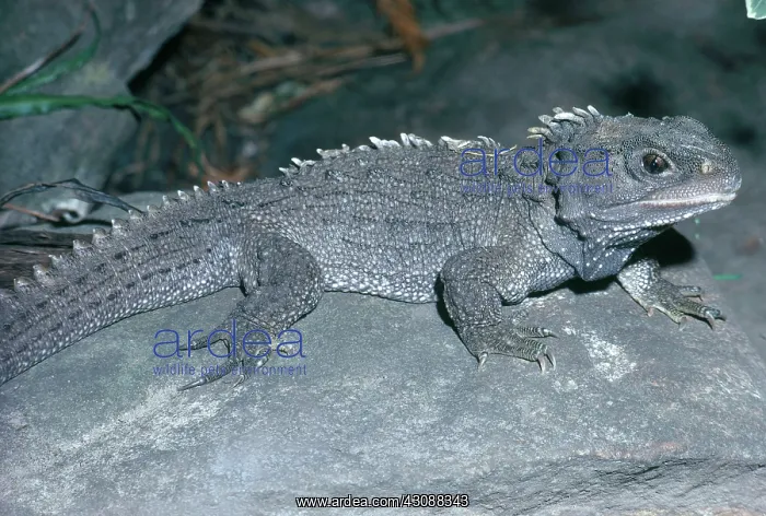 : Tuatara (Sphenodon punctatus), at the Australian Reptile Park in Gosford : Tuatara (Sphenodon punctatus), at the Australian Reptile Park in Gosford