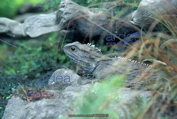 : Tuatara (Sphenodon punctatus), an ancient reptile unique to New Zealand : Tuatara (Sphenodon punctatus), an ancient reptile unique to New Zealand