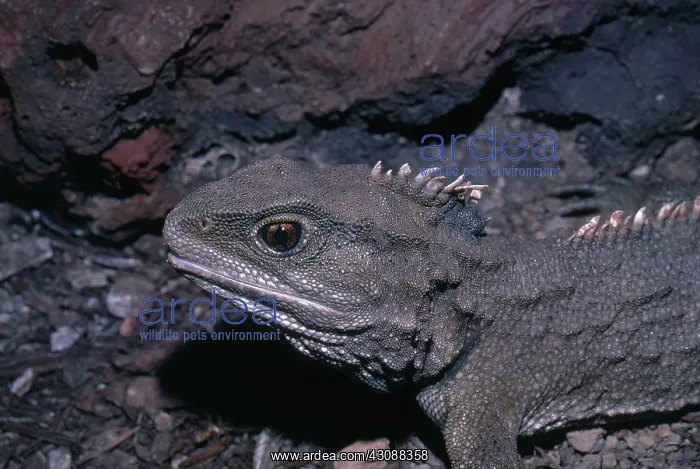 : Tuatara. Male tuatara (Sphenodon punctatus), native to New Zealand : Tuatara. Male tuatara (Sphenodon punctatus), native to New Zealand