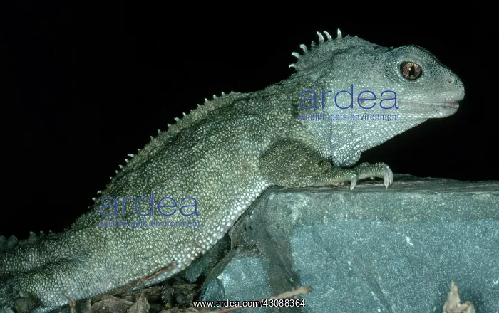 : Tuatara. Sixty-year-old female tuatara (Sphenodon punctatus) from New Zealand : Tuatara. Sixty-year-old female tuatara (Sphenodon punctatus) from New Zealand