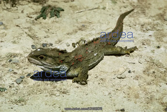 : Tuatara photographed on Stephens Island, New Zealand : Tuatara photographed on Stephens Island, New Zealand