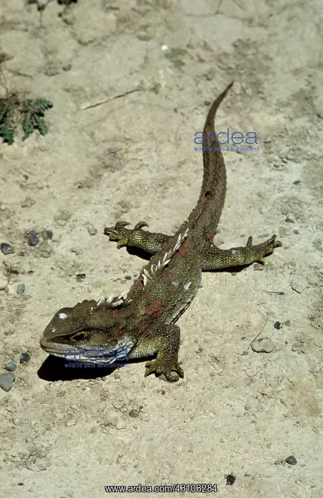 : Tuatara photographed on Stephens Island, New Zealand : Tuatara photographed on Stephens Island, New Zealand