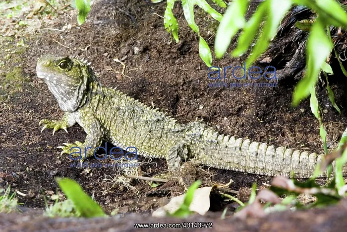 : Tuatara (Sphenodon guntheri), an ancient reptile species, basking in the sun, New Zealand : Tuatara (Sphenodon guntheri), an ancient reptile species, basking in the sun, New Zealand