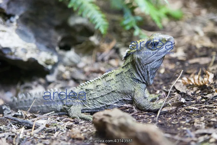 : Tuatara (Sphenodon guntheri), an ancient reptile species, basking in the sun, New Zealand : Tuatara (Sphenodon guntheri), an ancient reptile species, basking in the sun, New Zealand
