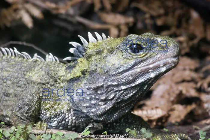 : Tuatara (Sphenodon guntheri), an ancient reptile species, basking in the sun, New Zealand : Tuatara (Sphenodon guntheri), an ancient reptile species, basking in the sun, New Zealand