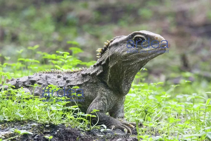 : Tuatara (Sphenodon guntheri), an ancient reptile species, basking in the sun, New Zealand : Tuatara (Sphenodon guntheri), an ancient reptile species, basking in the sun, New Zealand