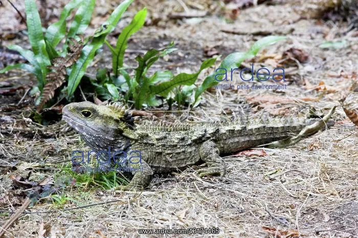: Tuatara (Sphenodon guntheri), an ancient reptile species, basking in the sun, New Zealand : Tuatara (Sphenodon guntheri), an ancient reptile species, basking in the sun, New Zealand