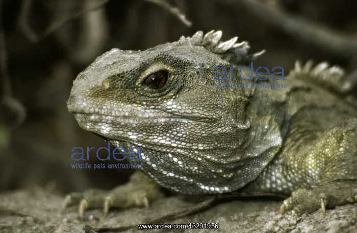: TUATARA : TUATARA