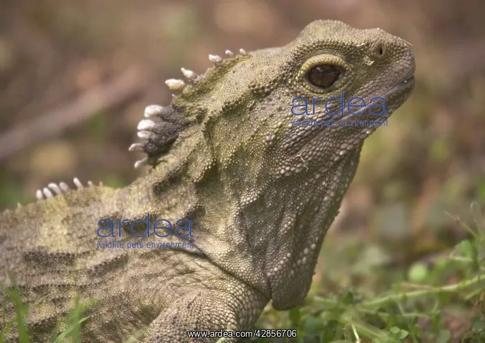 : Tuatara - ancient lizard, distintly different from : Tuatara - ancient lizard, distintly different from