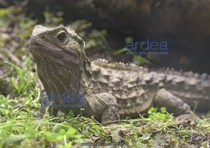 : Tuatara - ancient lizard, distintly different from : Tuatara - ancient lizard, distintly different from