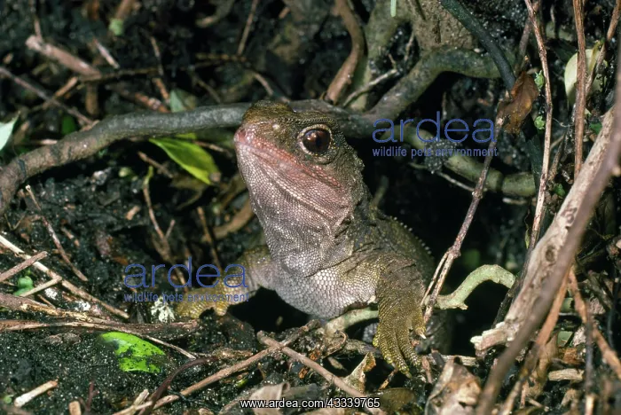  : TUATARA - at burrow entrance