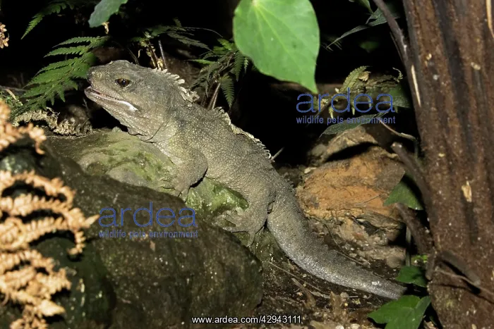 : Tuatara lizard : Tuatara lizard