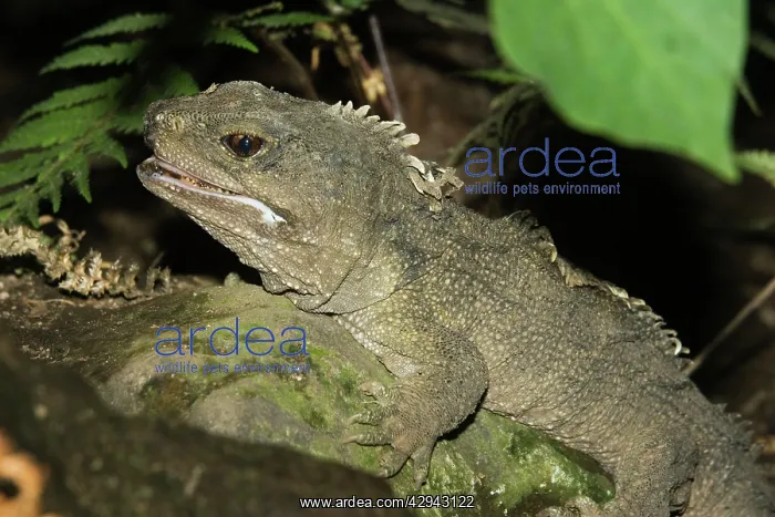: Tuatara lizard : Tuatara lizard