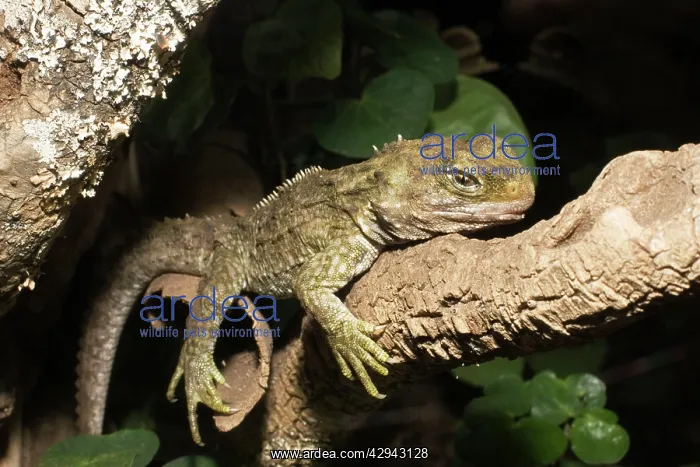 : Tuatara lizard : Tuatara lizard