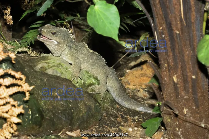 : Tuatara lizard : Tuatara lizard