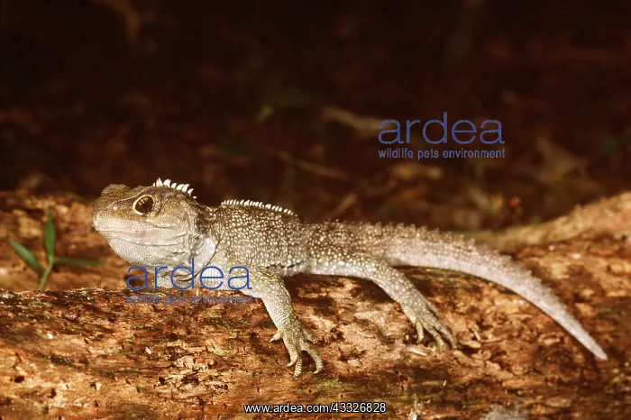 : TUATARA - MALE : TUATARA - MALE