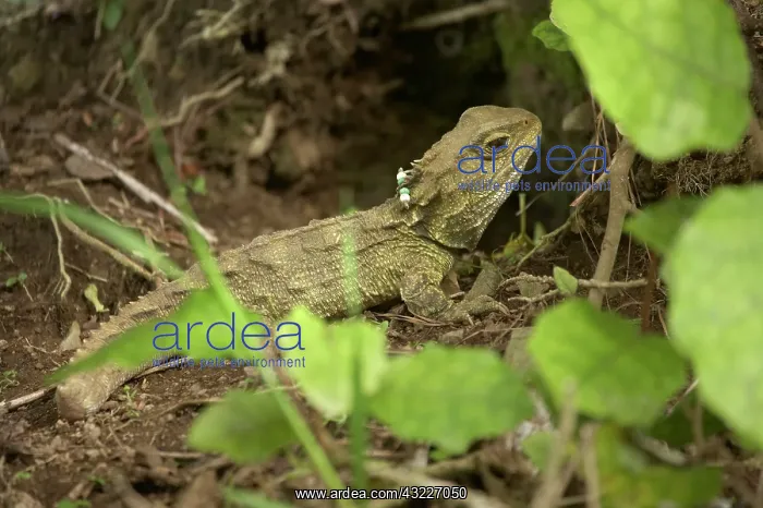 : Tuatara (Sphenodon punctatus) with Identification : Tuatara (Sphenodon punctatus) with Identification