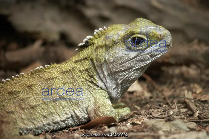 : Tuatara (Sphenodon punctatus), Pukaha Mount : Tuatara (Sphenodon punctatus), Pukaha Mount