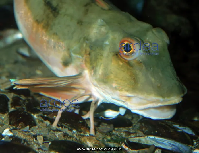 : Tub Gurnard : Tub Gurnard