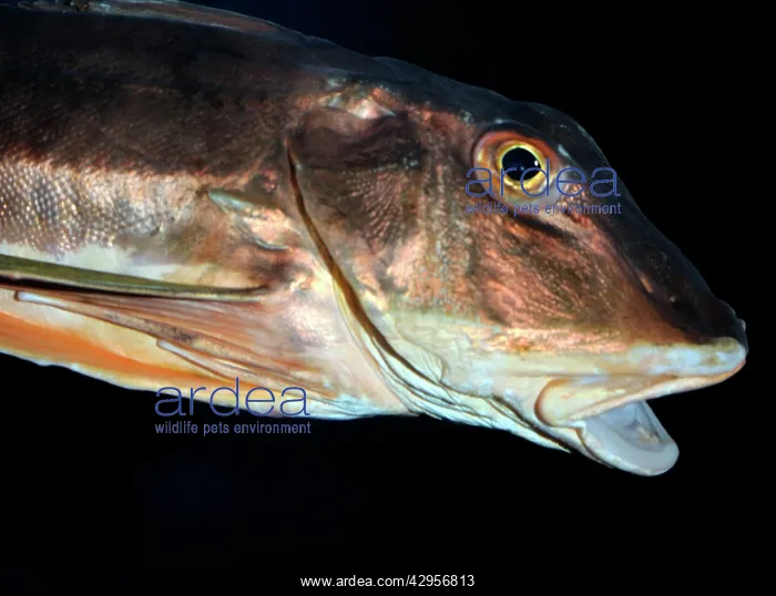 : Tub Gurnard : Tub Gurnard