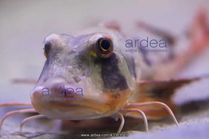 : Tub Gurnard : Tub Gurnard