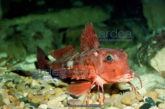 : Tub Gurnard Fish - showing enlarged and free rays : Tub Gurnard Fish - showing enlarged and free rays