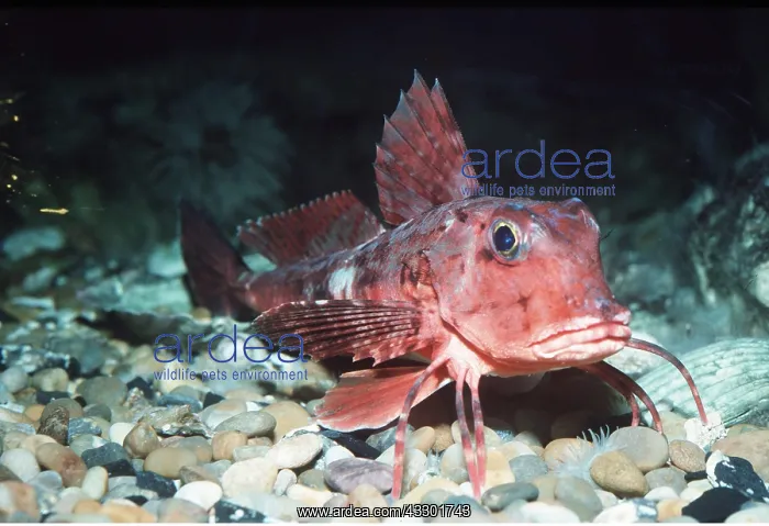 : TUB GURNARD FISH - showing enlarged and free rays : TUB GURNARD FISH - showing enlarged and free rays